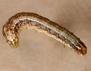 Faction Insect Selection in action: insect resistance management